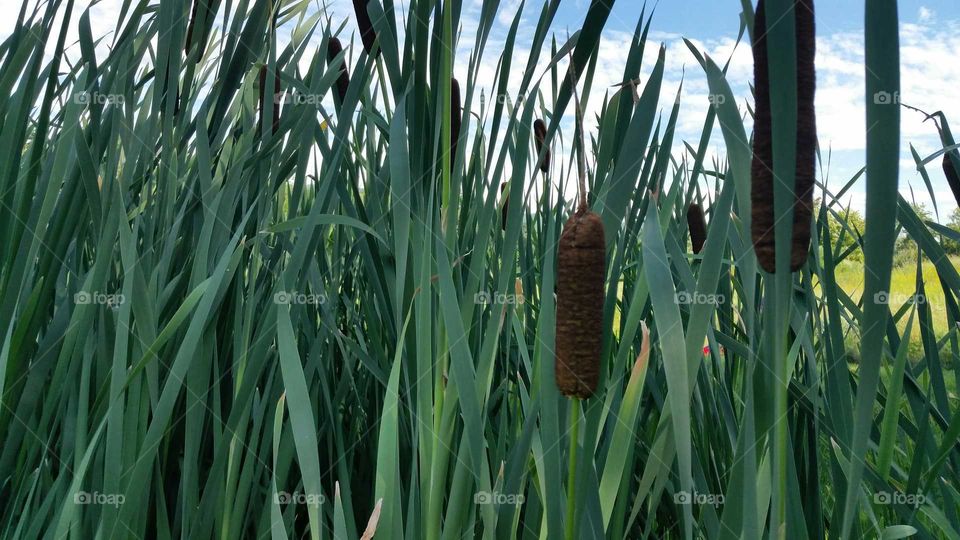 cattails