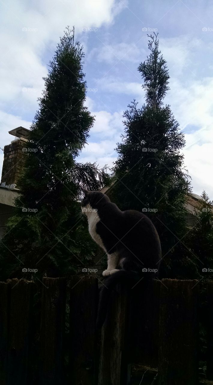 cat on fence looking away from camera