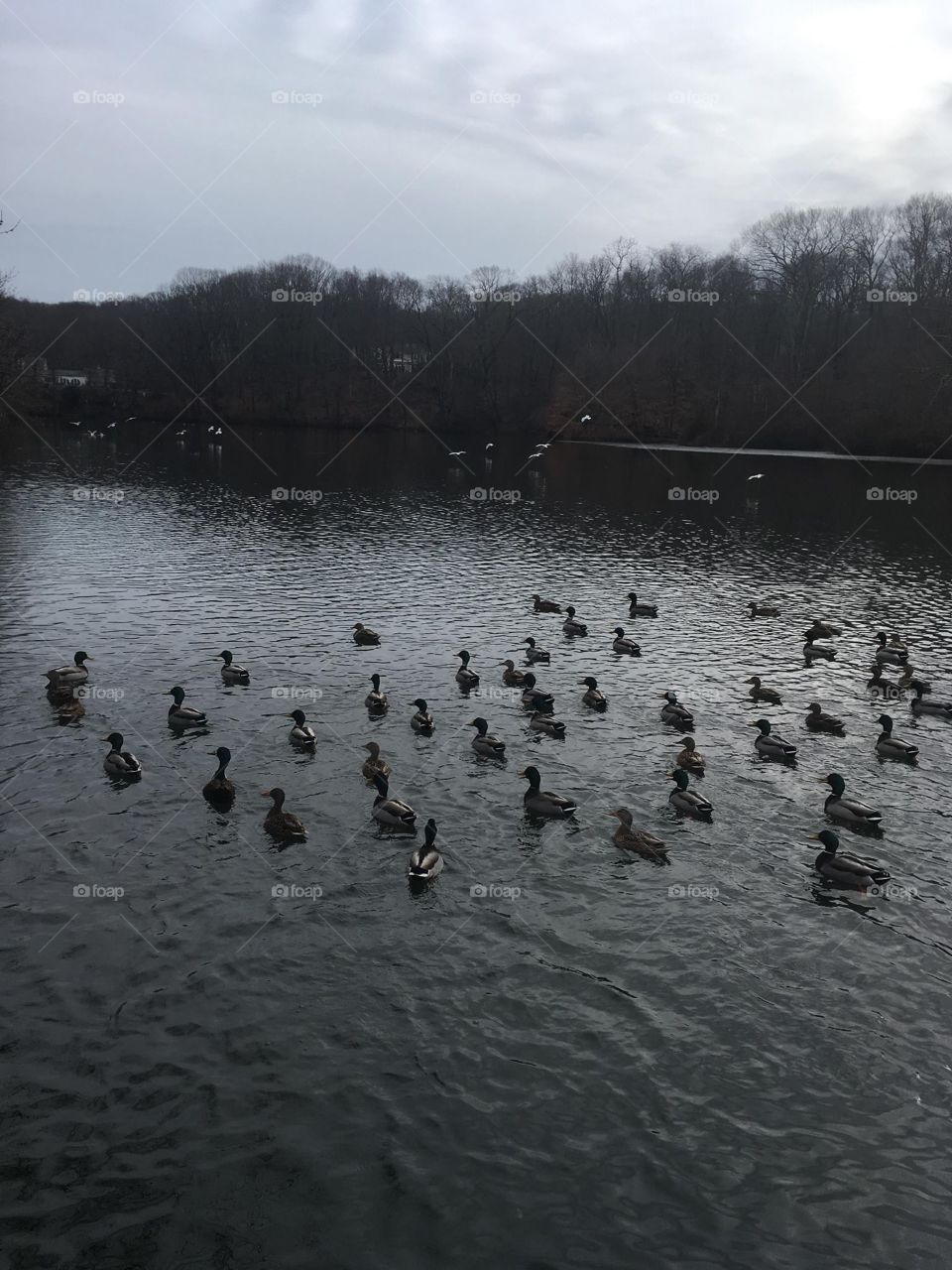 Ducks on winter pond stony brook New York 