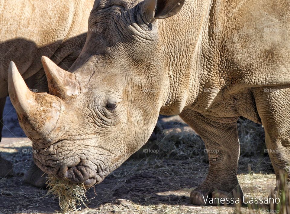 Save the rhinos 