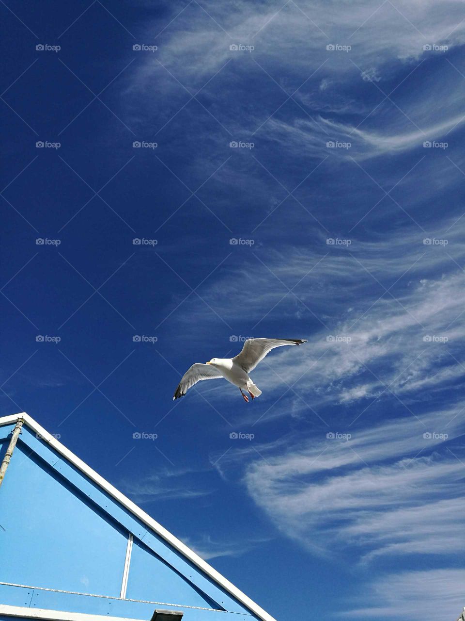 Seagull in flight over Blackpool Promenade