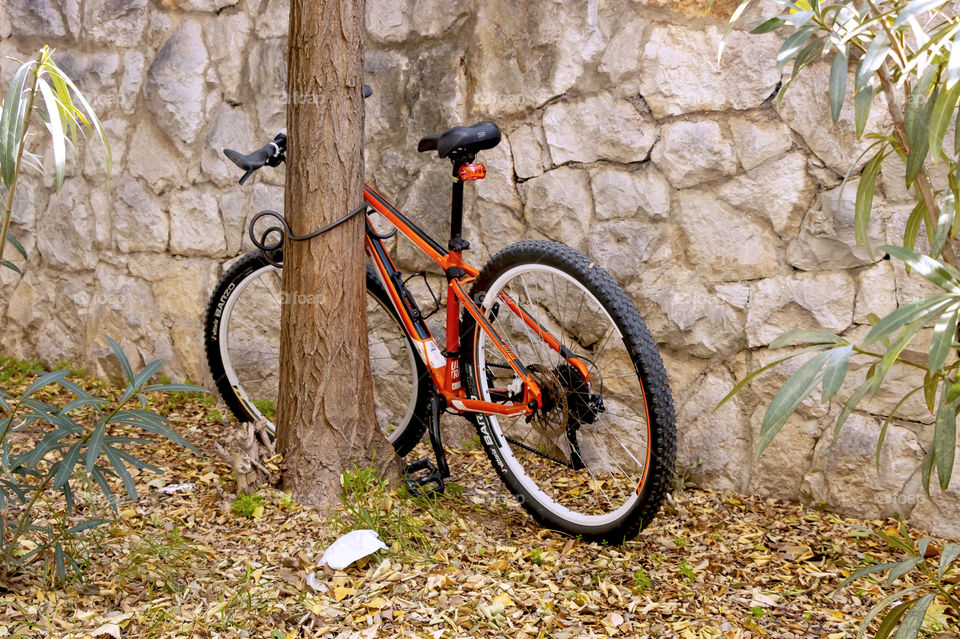 A bicycle tied to a tree