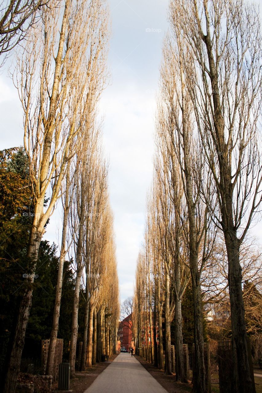 Danish cemetery