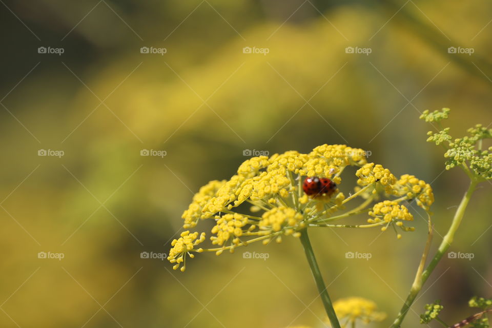 Lady bugs in love on top of yellow summer flowers, focused among others 