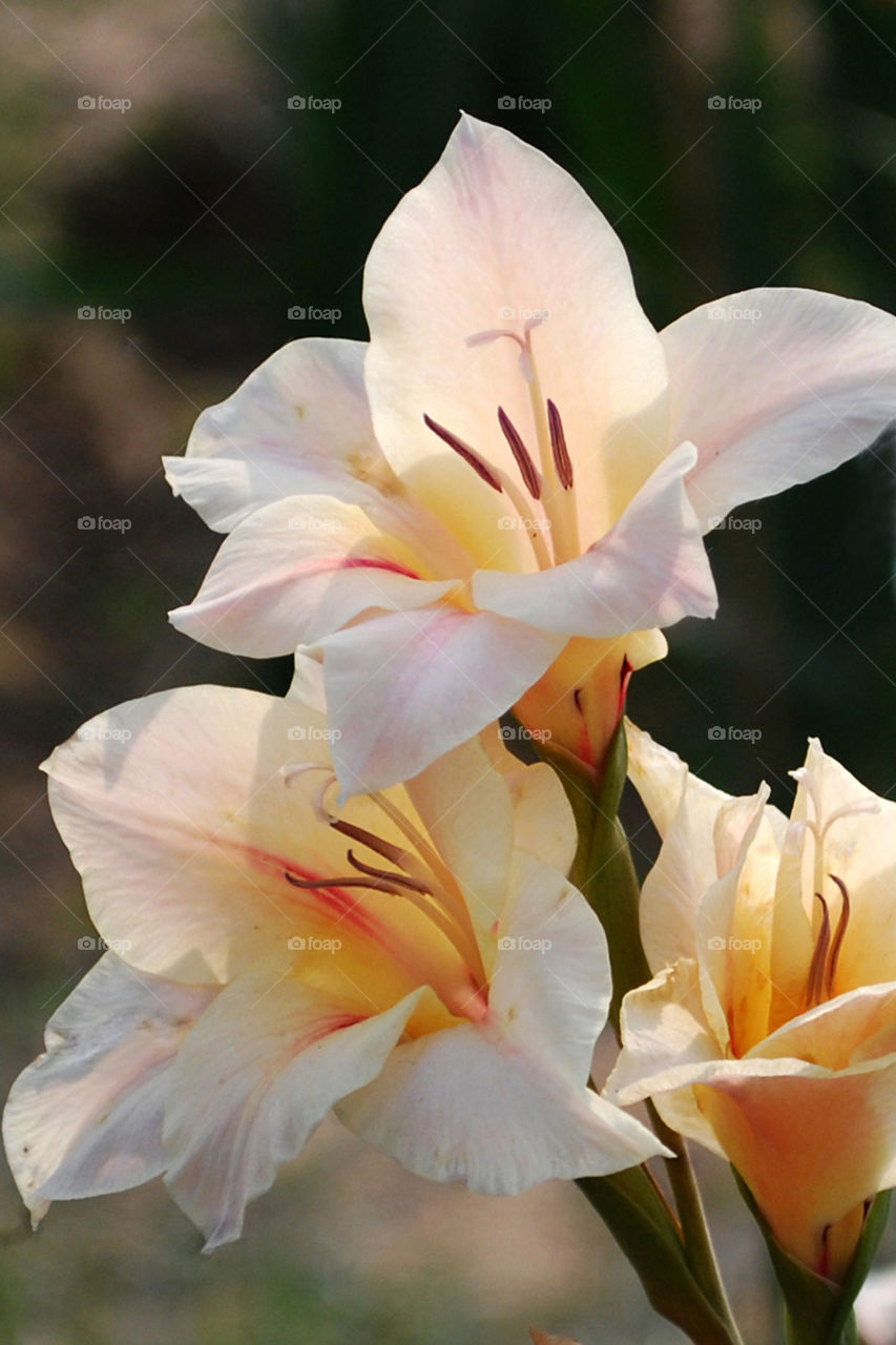 Pious lillies