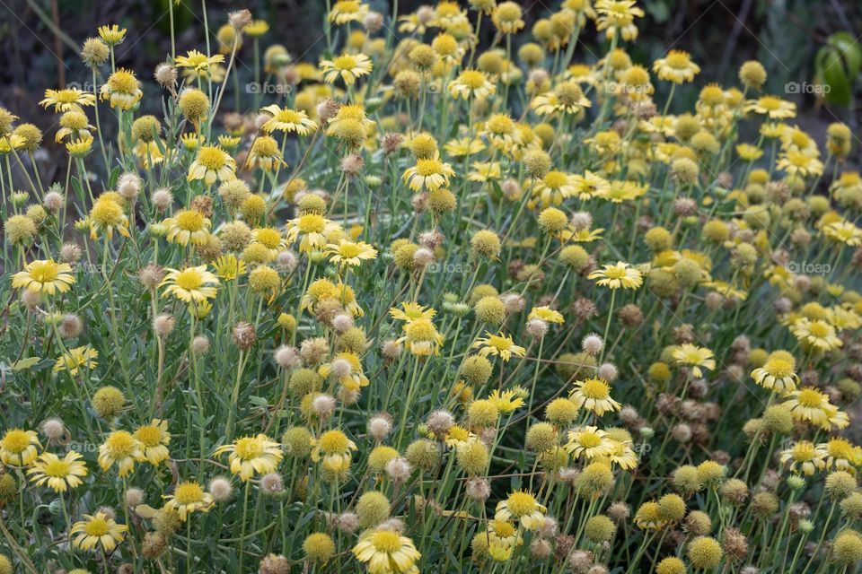 Spring time with colorful flower in the garden