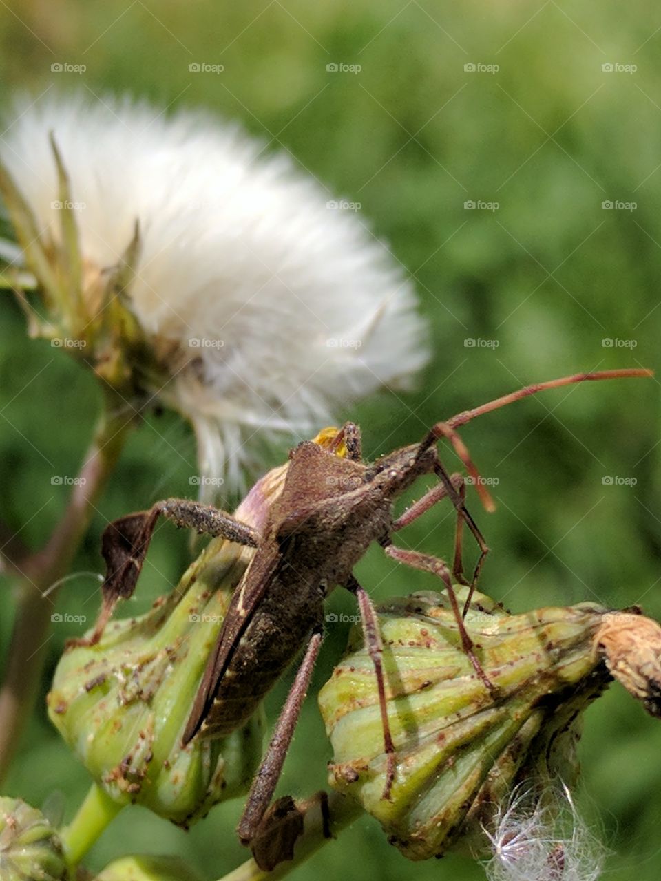 cool close up of a leaf footed bug