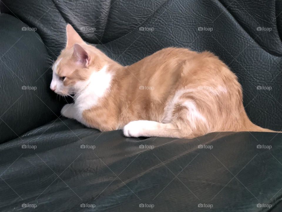 Beautiful sleeping cat on sofa