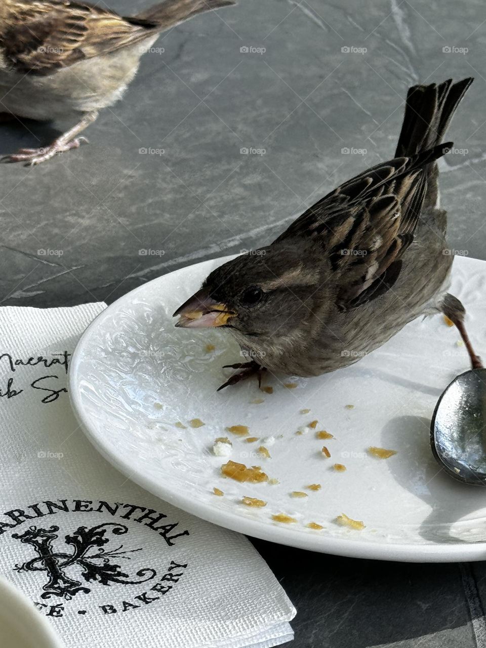 Sparrow eating crumbs on a plate