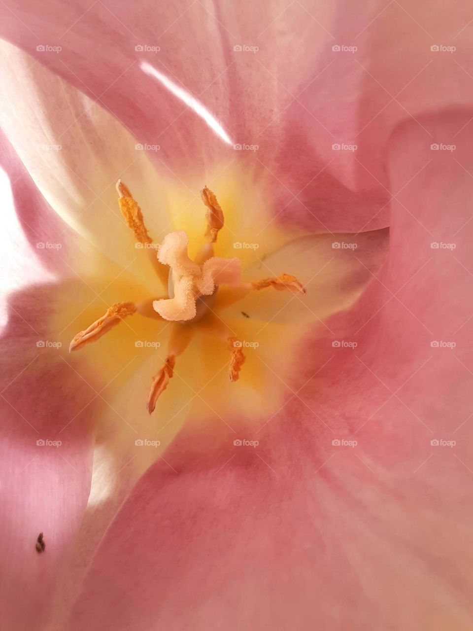 Macro image of a pink tulip flower. Stigma and stamens are surrounded by the pink petals