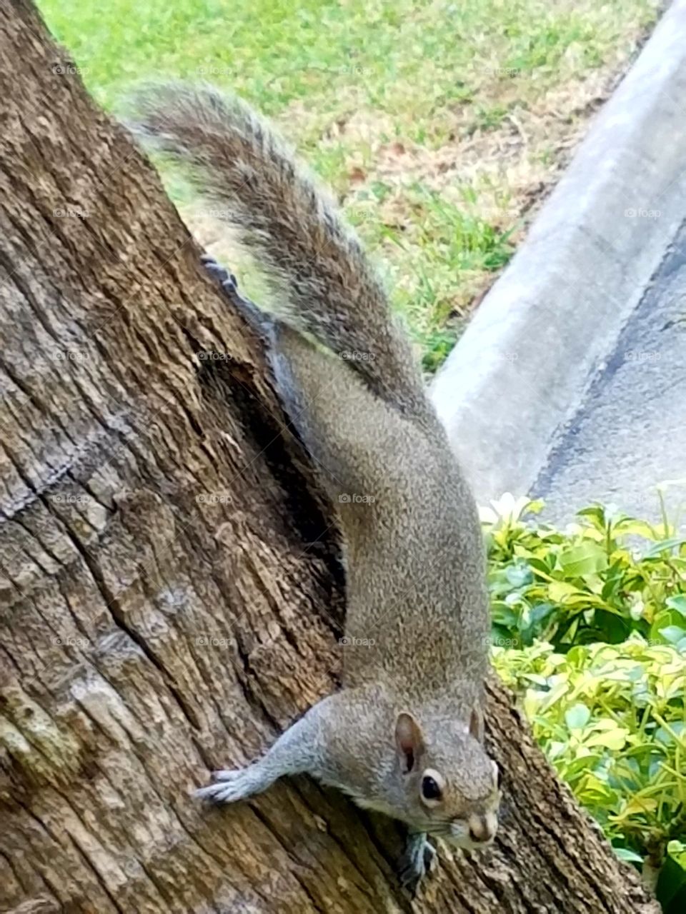 Startled Squirrel