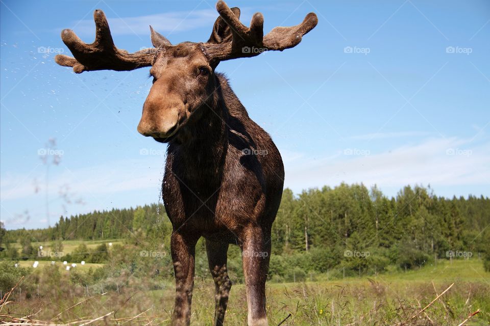 moose  in the forest