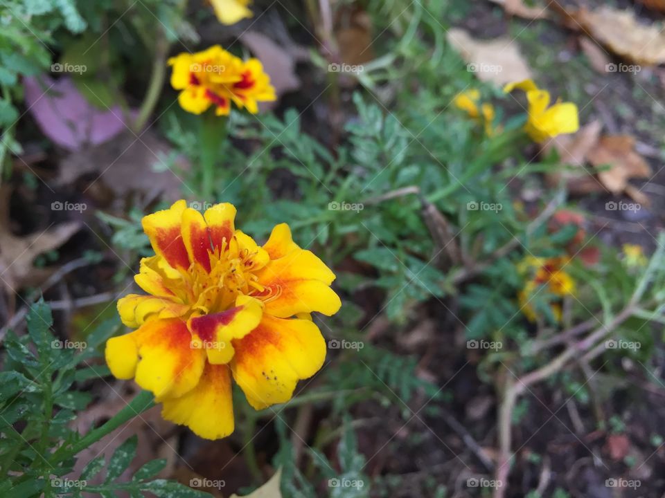 Fall marigold