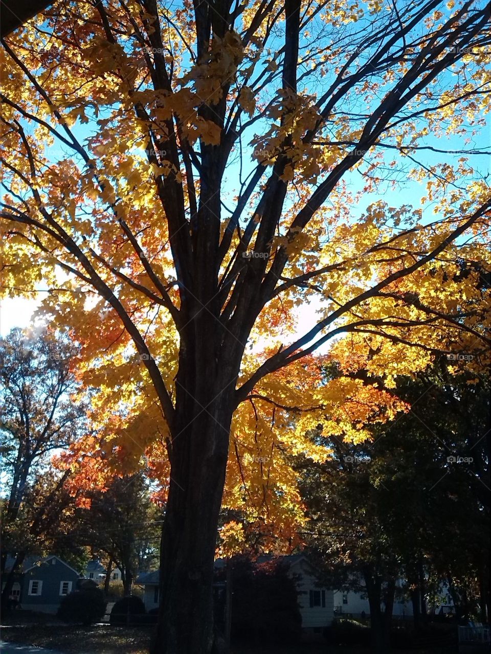 shimmering foliage