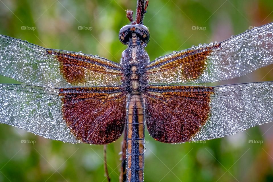 A female Widow Skimmer (Libellula luctuosa ) shines in the early morning dew. 