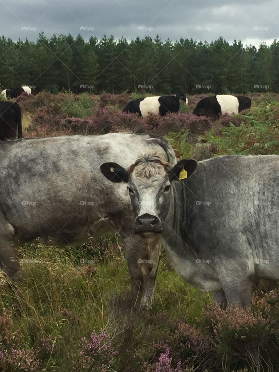Cattle on Cannock Chase