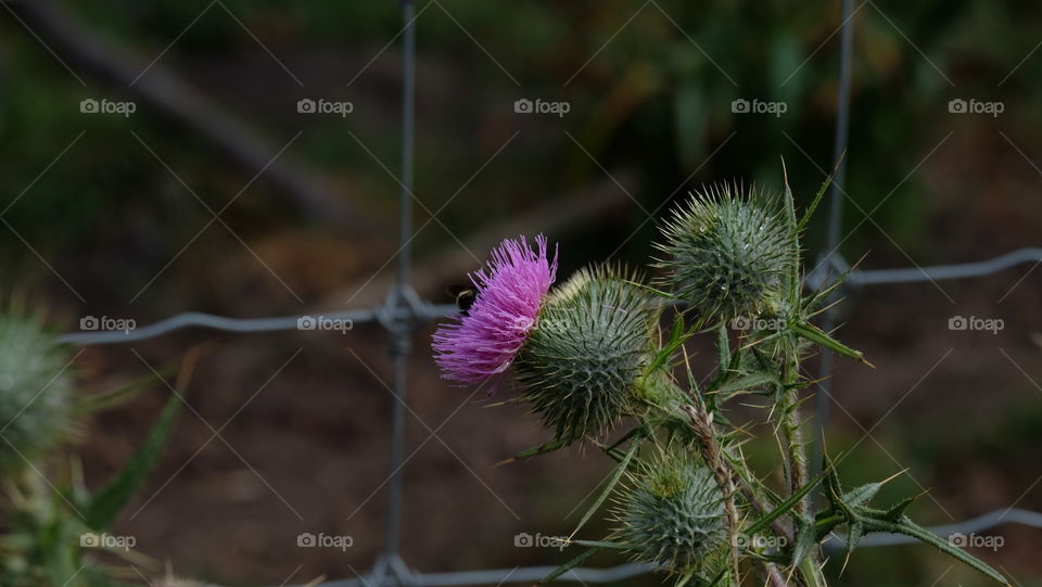 Pollination and bees