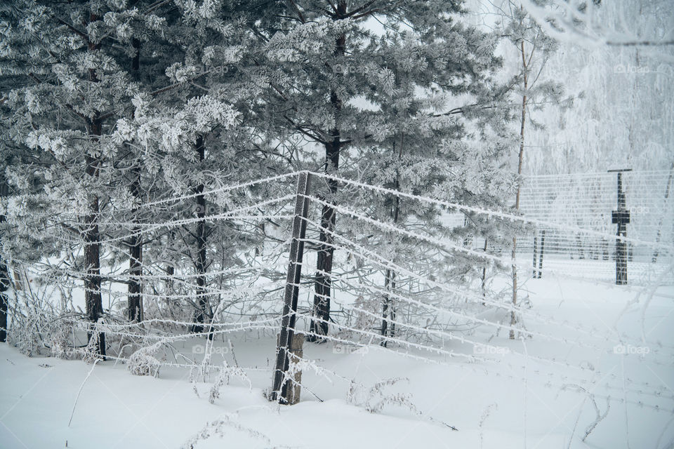 Winter snowy forest. A fence and trees all in snow