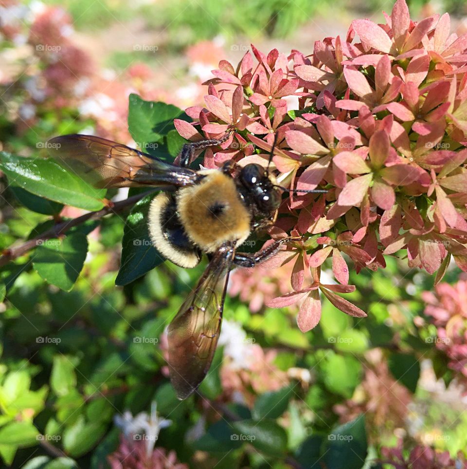 High angle view of bee on flower