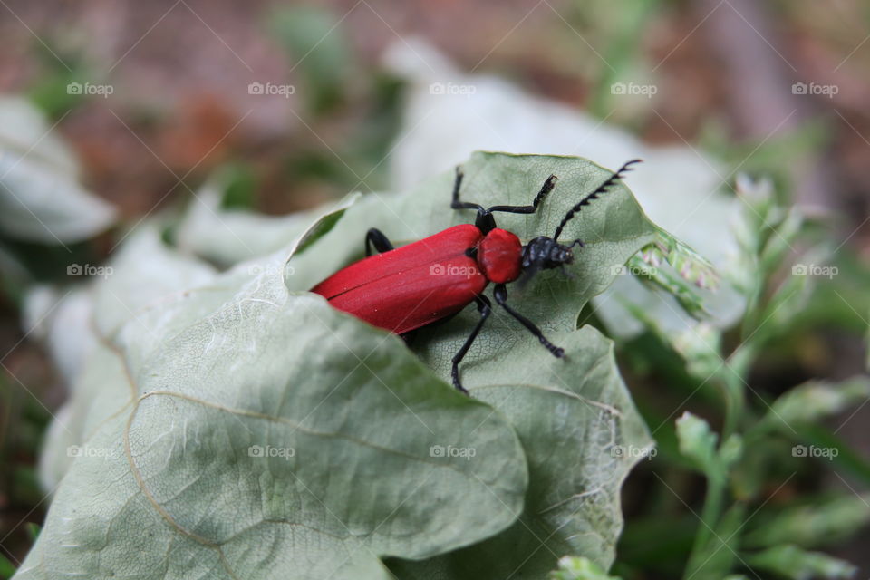 red bug