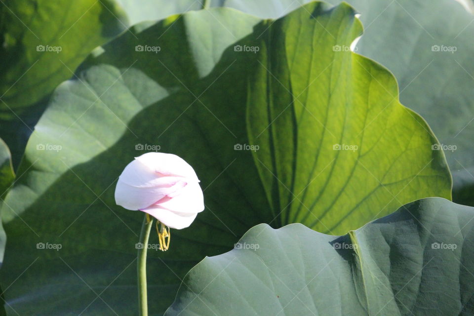 plant. Shy, pink and white flower