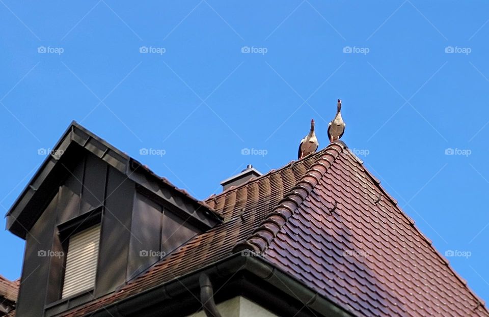 Roof