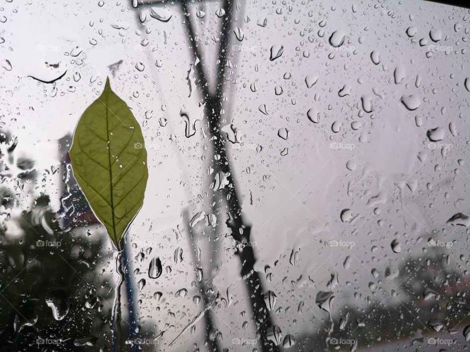 Rain, Drop, Wet, Dew, Raindrop