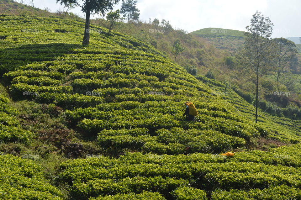 Tea fields Nuwara.