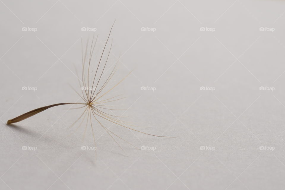 Little seed against white background