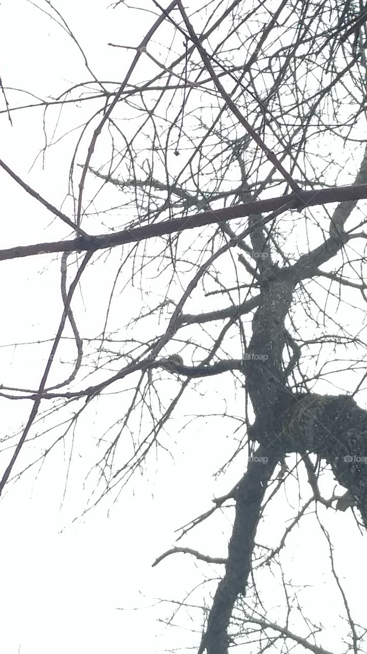 Distant woodpecker in a tree