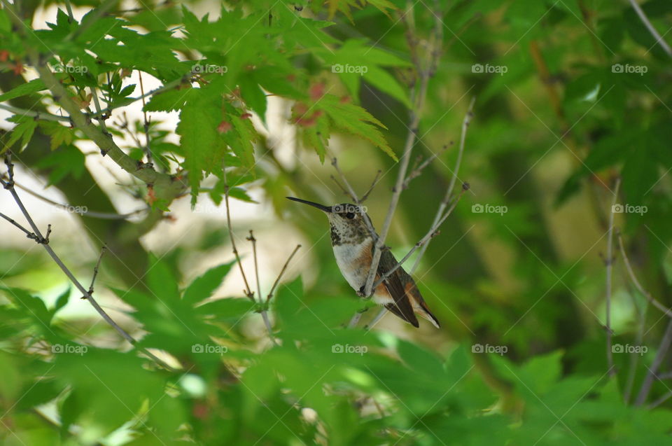 Hummingbird on the tree