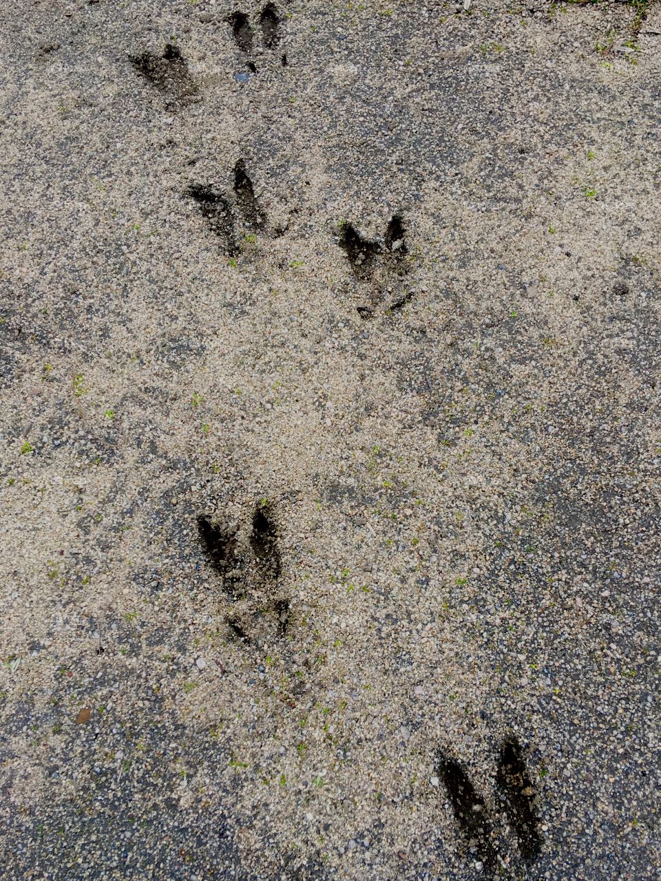 Deer Tracks 