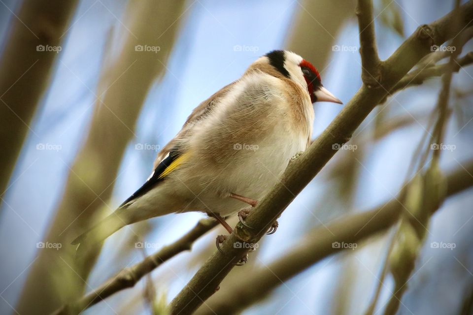 goldfinch