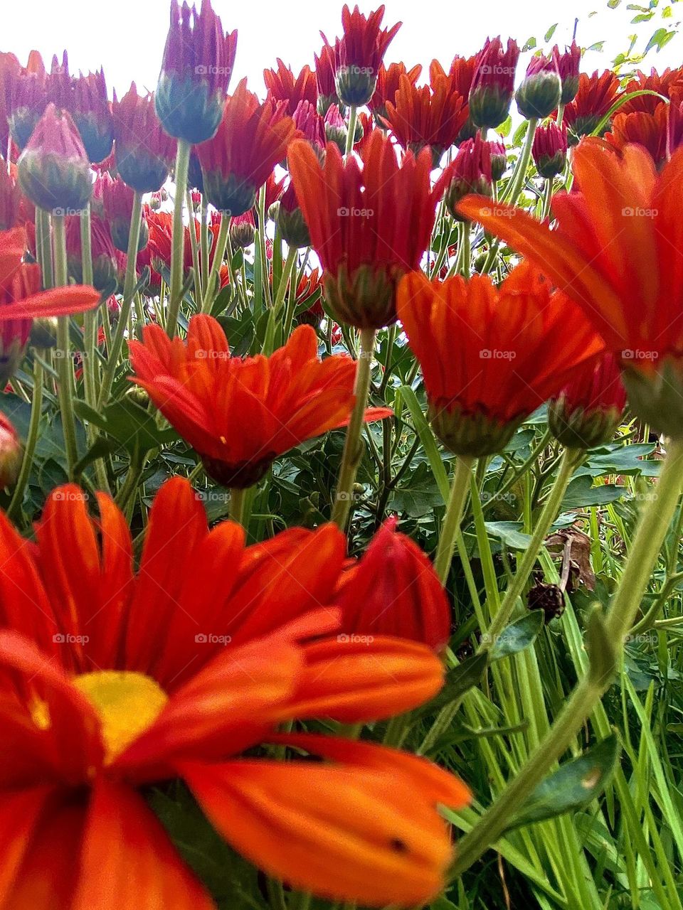 Red flowers