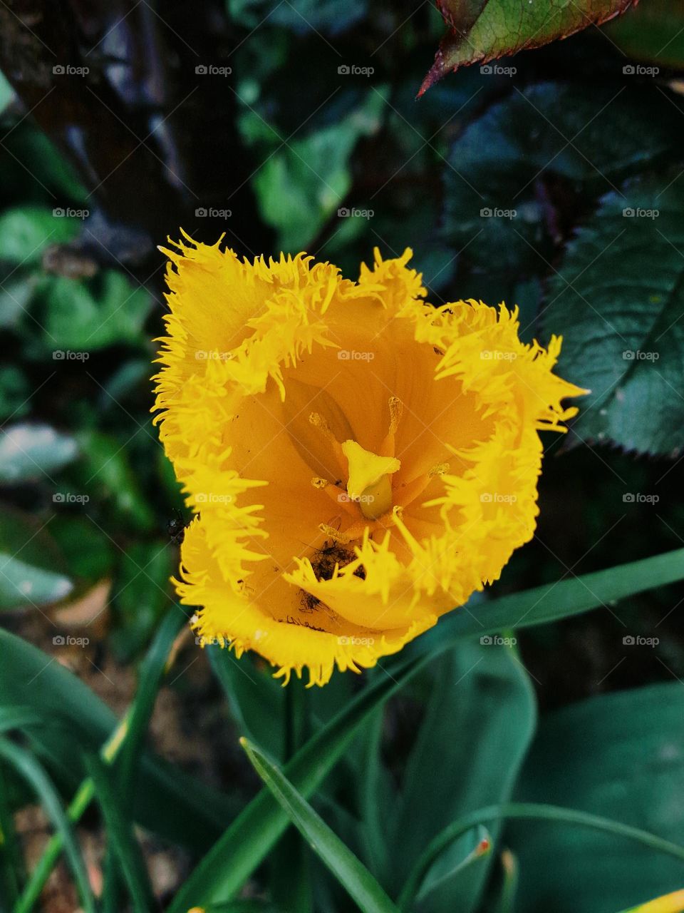 yellow tulip