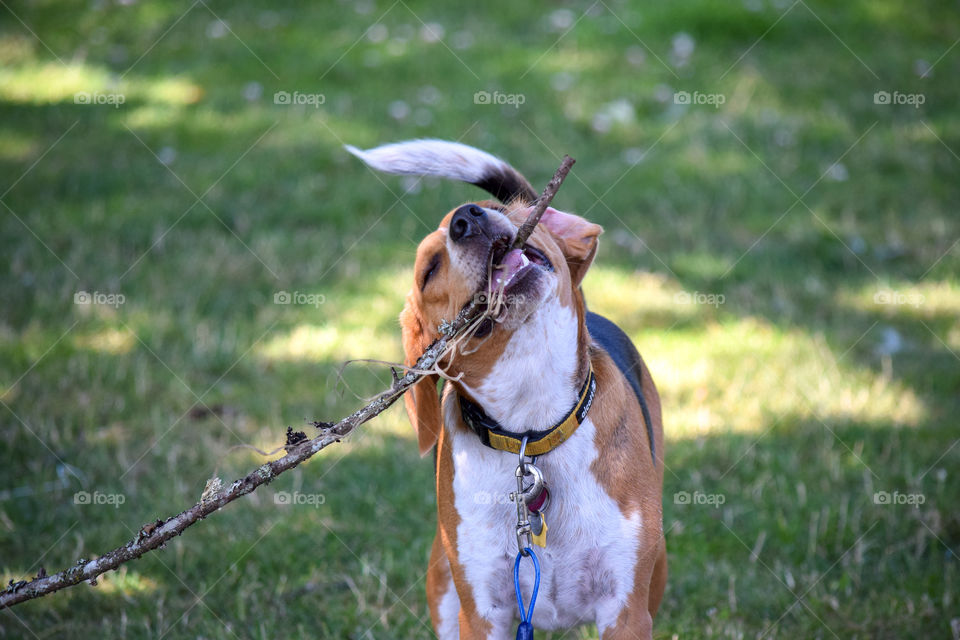 Dog, Animal, Grass, Pet, Cute