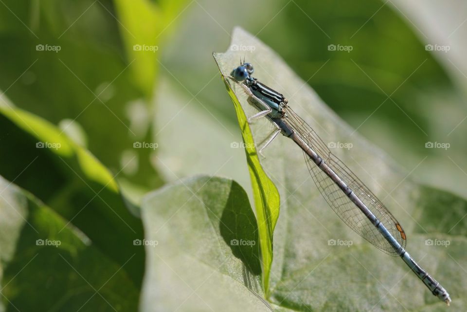 Dragonfly on plant leaf