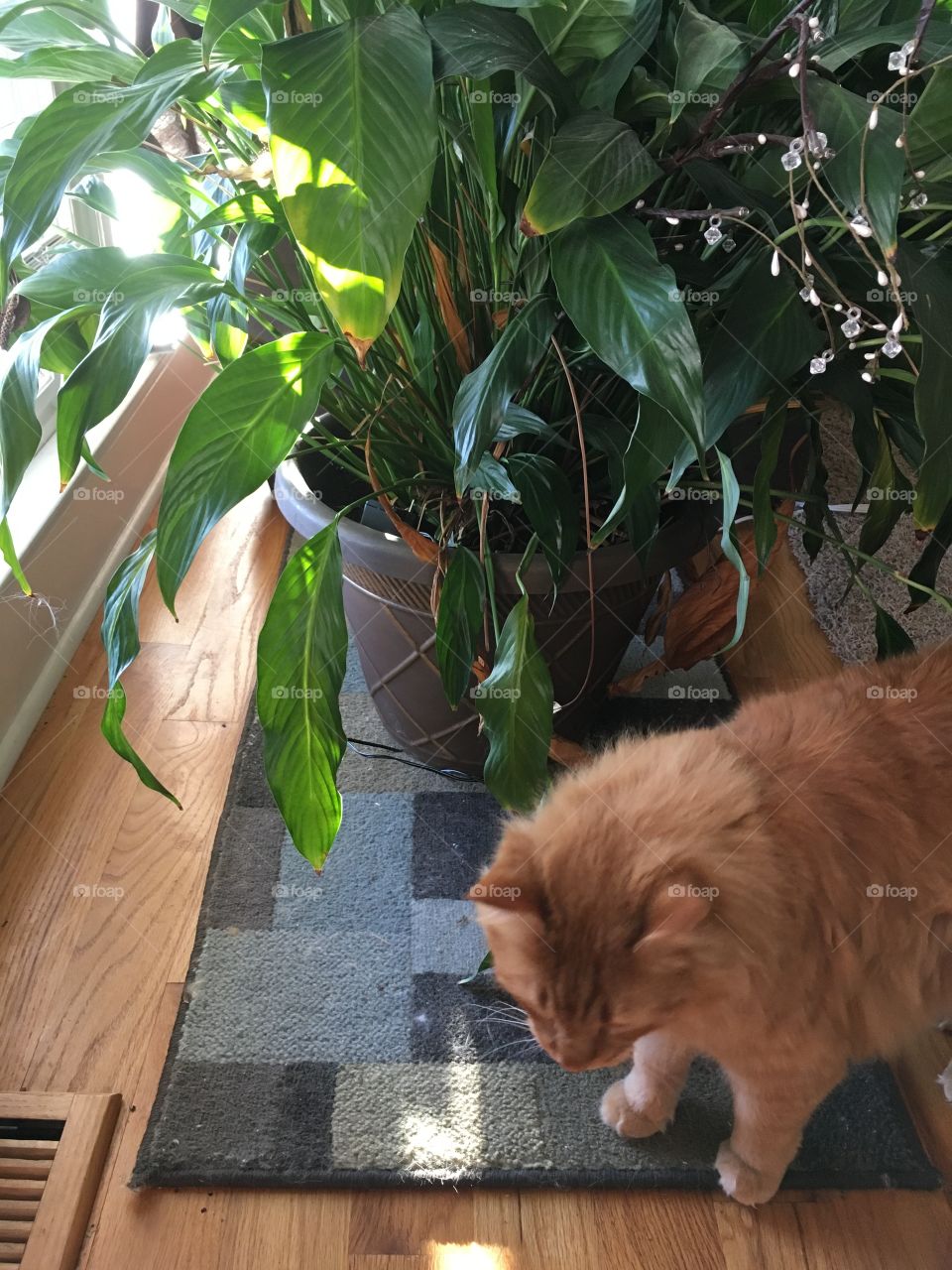 A beautiful, orange, long-haired cat (named Apollo) looking down next to a healthy green peace plant