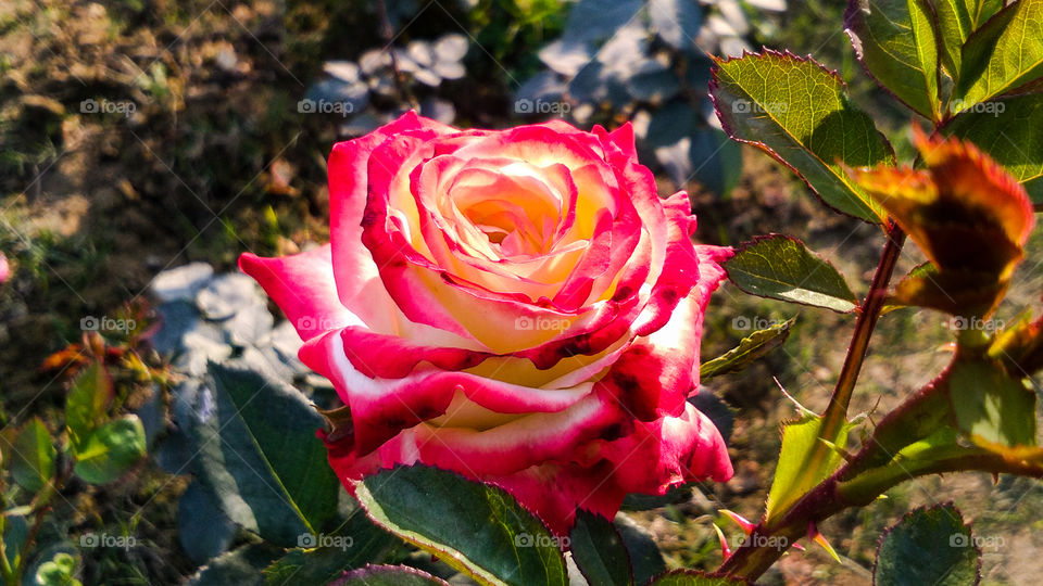 Beautiful rose flower with different shades of color and natural background