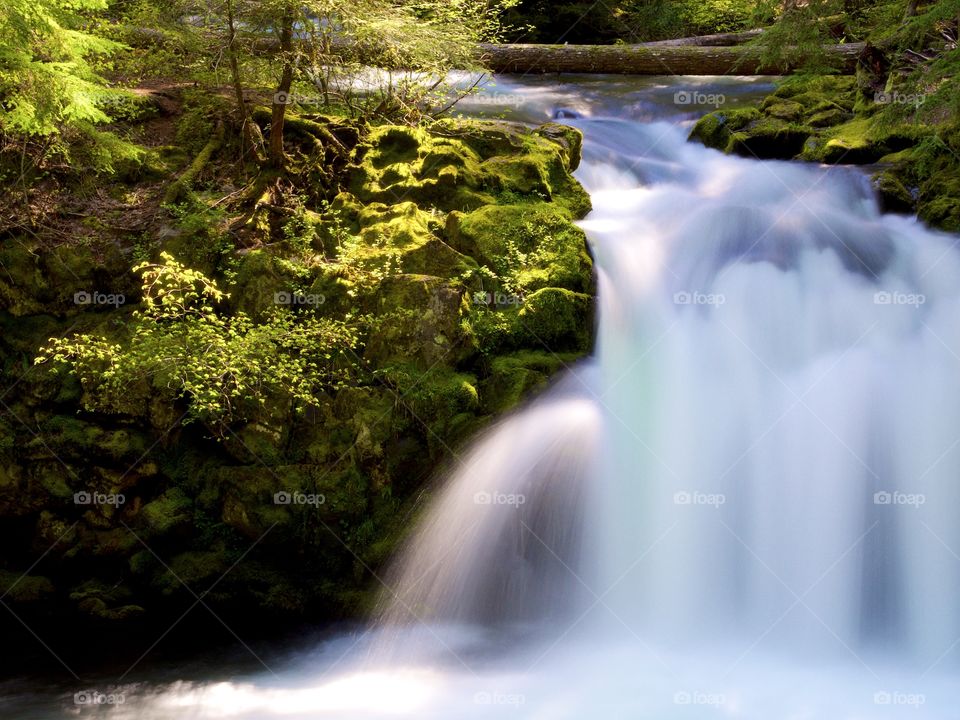 Whitehorse Falls in the Umpqua National Forest in Southern Oregon with smooth flowing water and beautifully lit green banks on a spring morning.