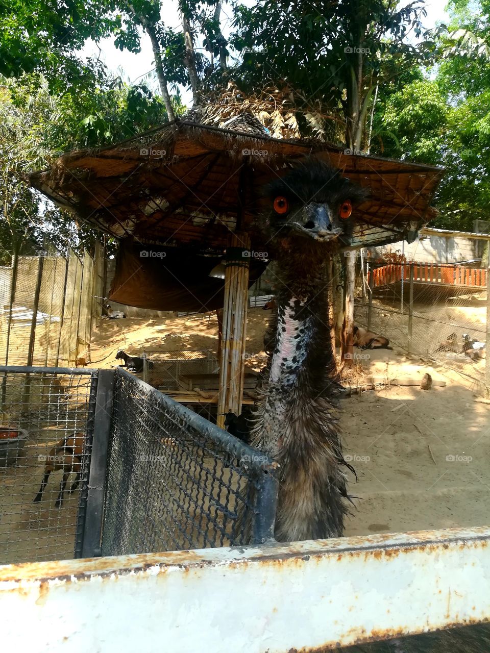 Ostrich.  Mobile photo.