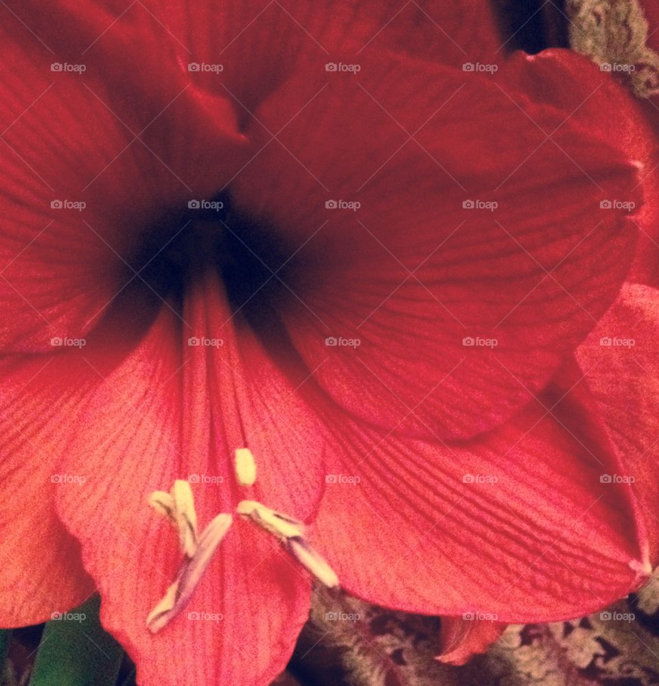 Red flower 2