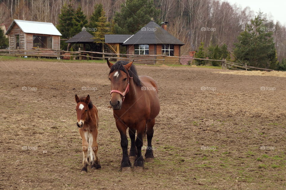 The horse and the child on the farm