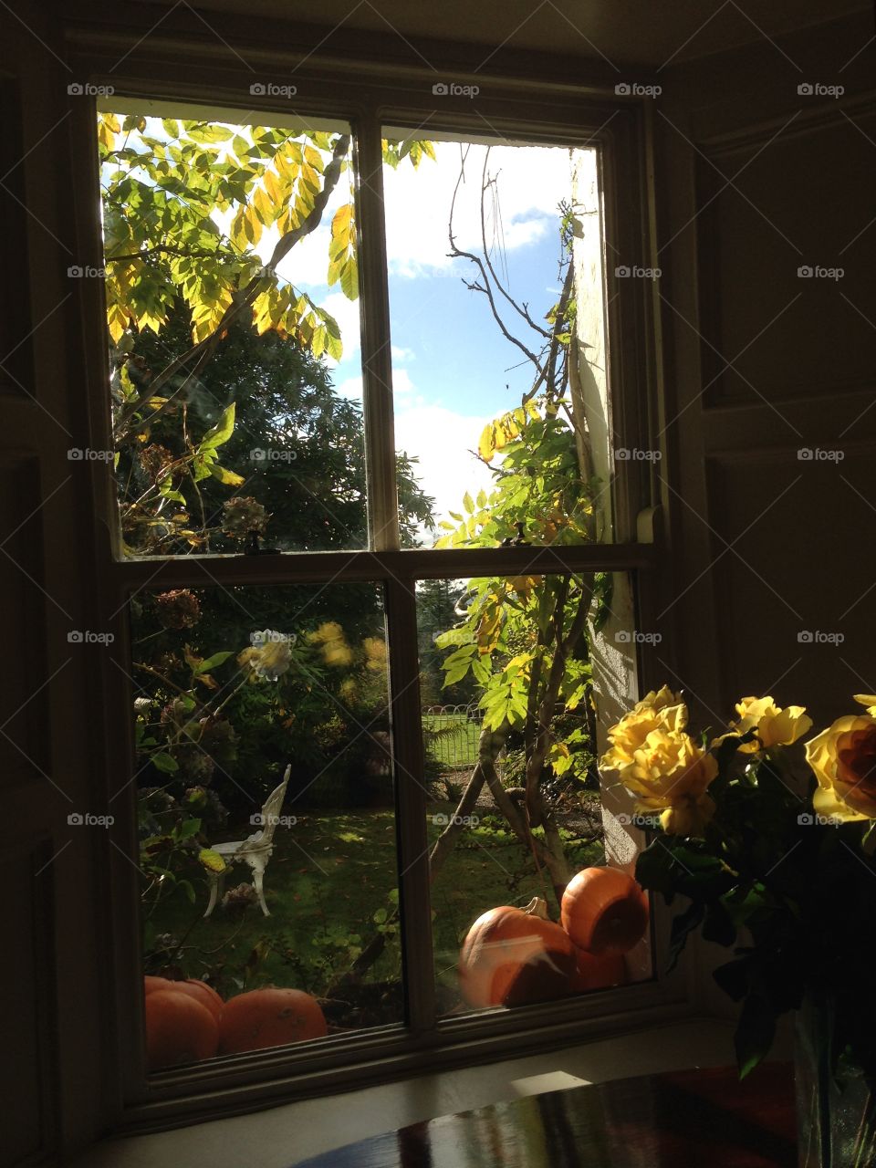 View of trees from the window