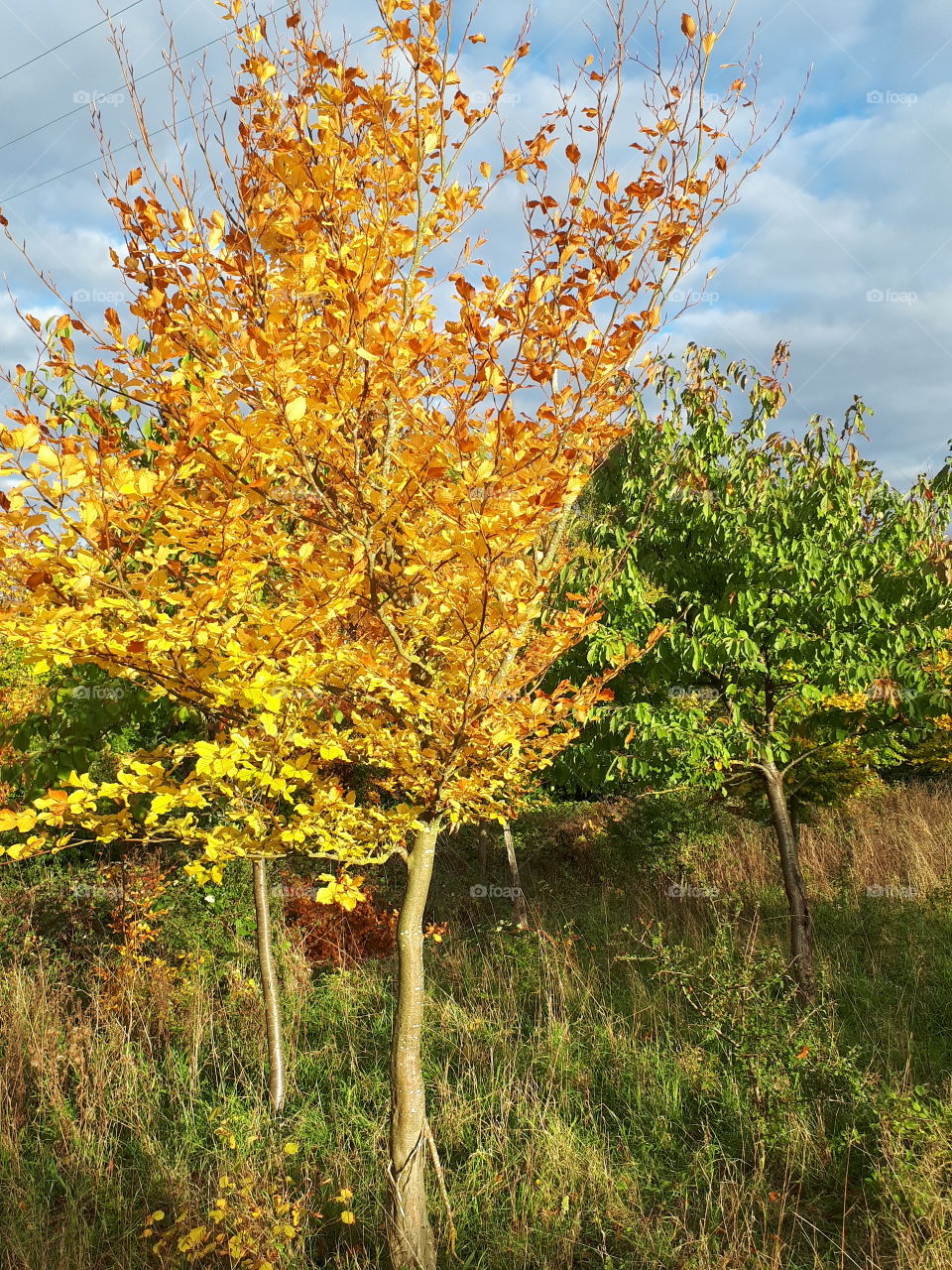 Fall, Leaf, Tree, Nature, Season