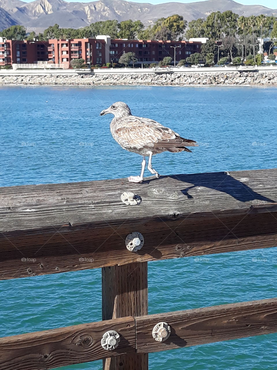 Captured at a good time, this bird is just living life to his fullest. Showing off the background gives you an idea of where he is, and where he has been. Also, beach pictures are always a must