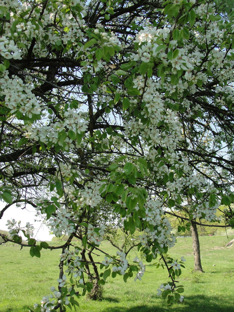 white flowers