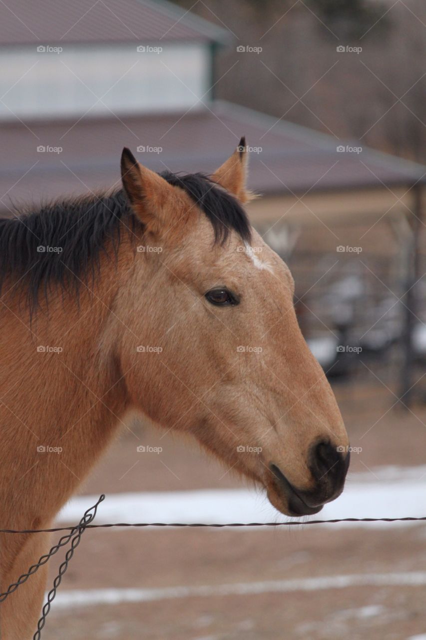 Horse head