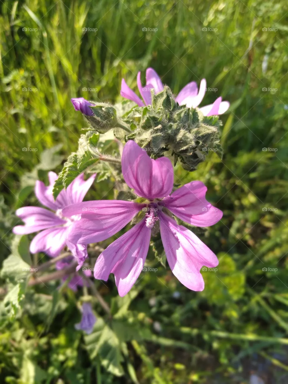flower