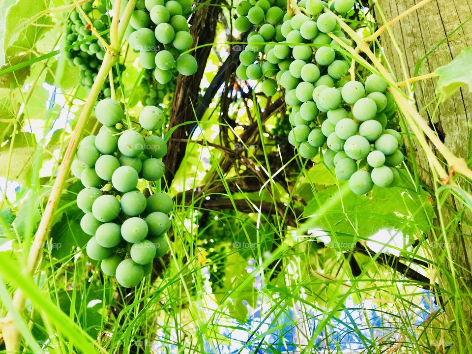 Grapes in the garden 